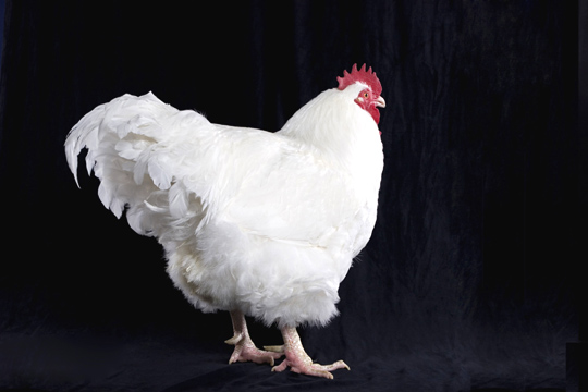 Orpington Cock